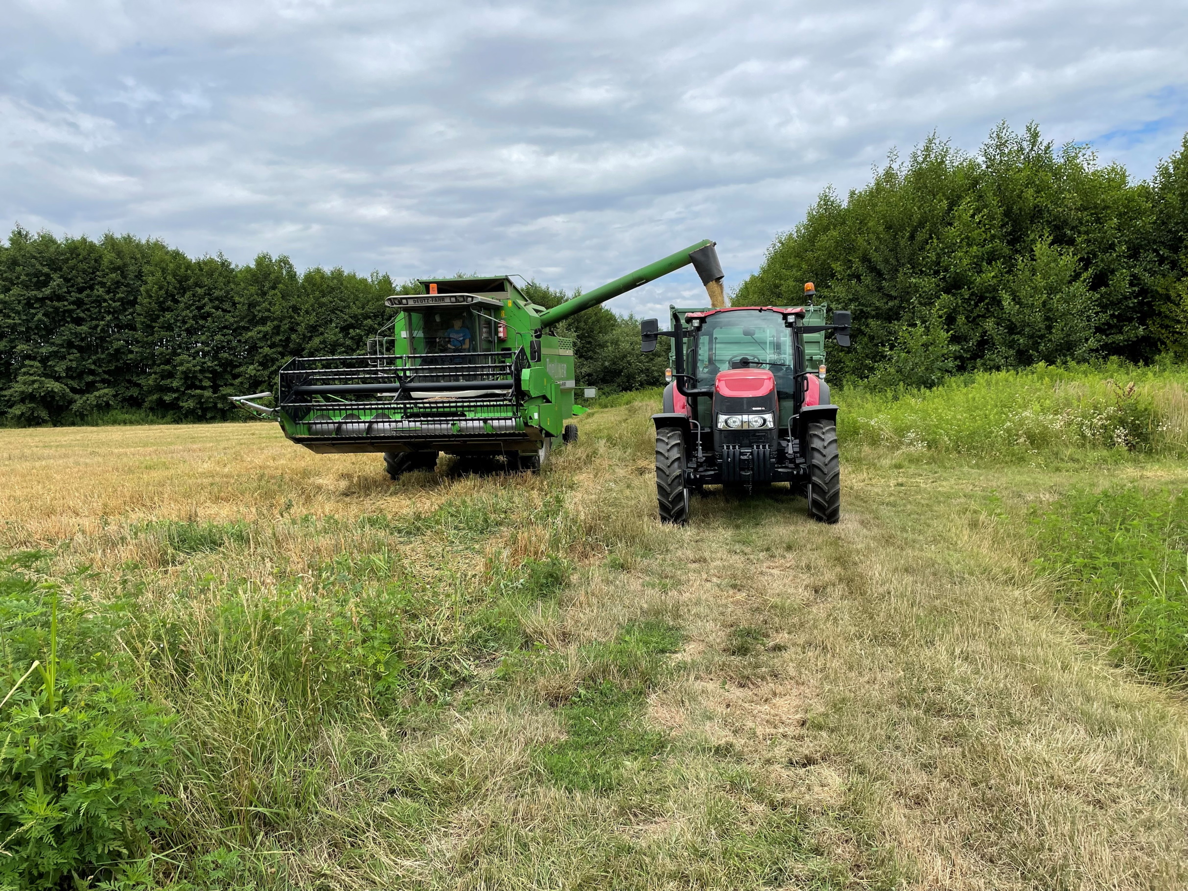 Paprika Višnja Panonija